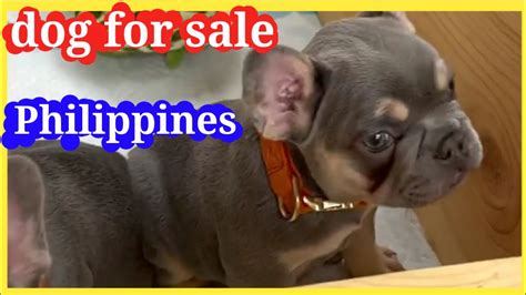 philippines dogs for sale.